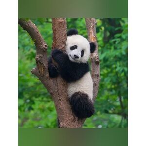 Custom Fridge Magnet Baby Panda Home Kitchen Decor